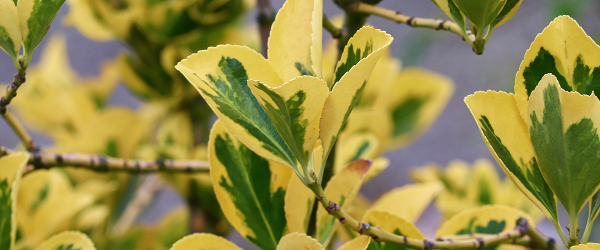 Euonymus fortunei-gold